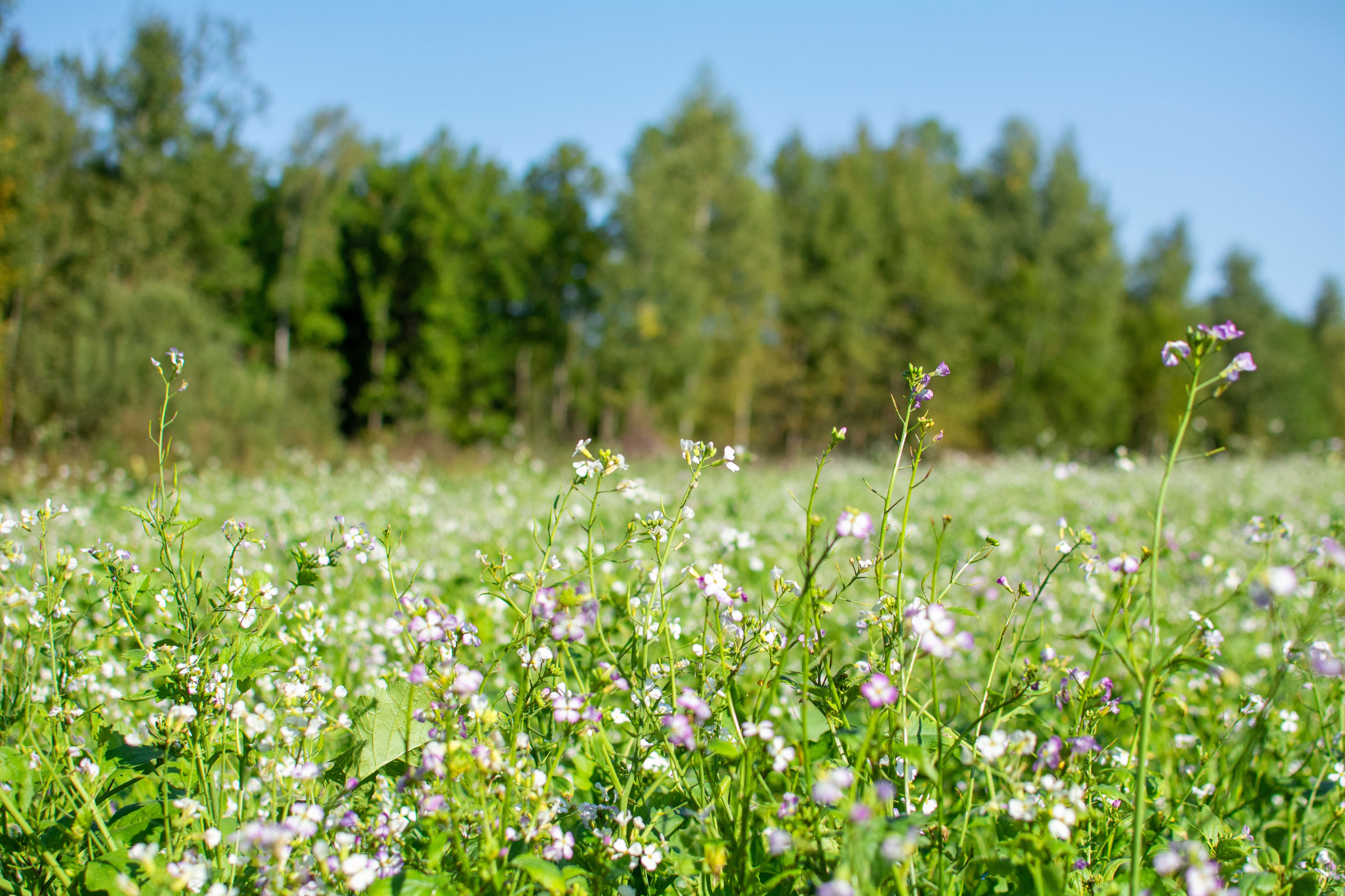 Les couverts intermédiaires